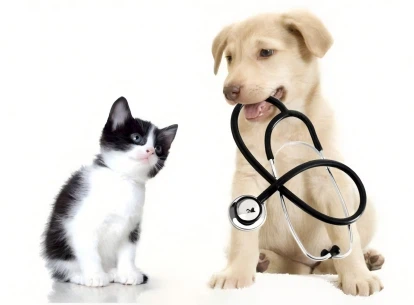 API animal et animal